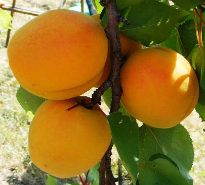 pannonia kajszi